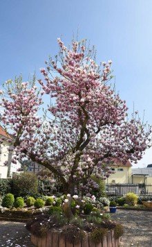 magnolie TRAUMIMMOBILE zu verkaufen! Historisches Stadthaus in zentraler Lage von Bad Sobernheim
