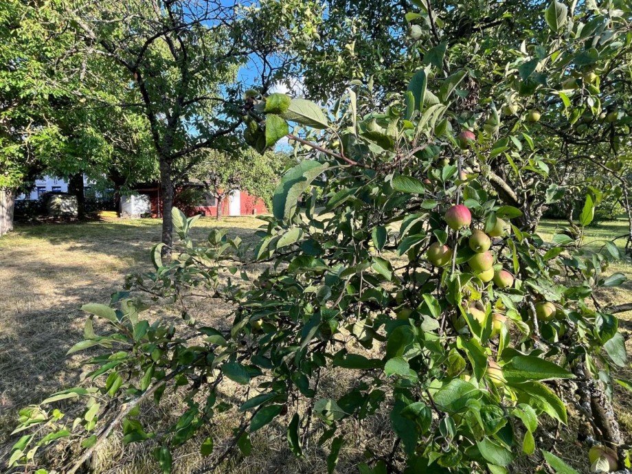 Blick Gartenhaus Einfamilienhaus Bad Sobernheim