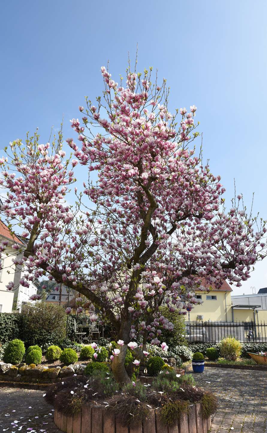 magnolie Gastgewerbe Bad Sobernheim