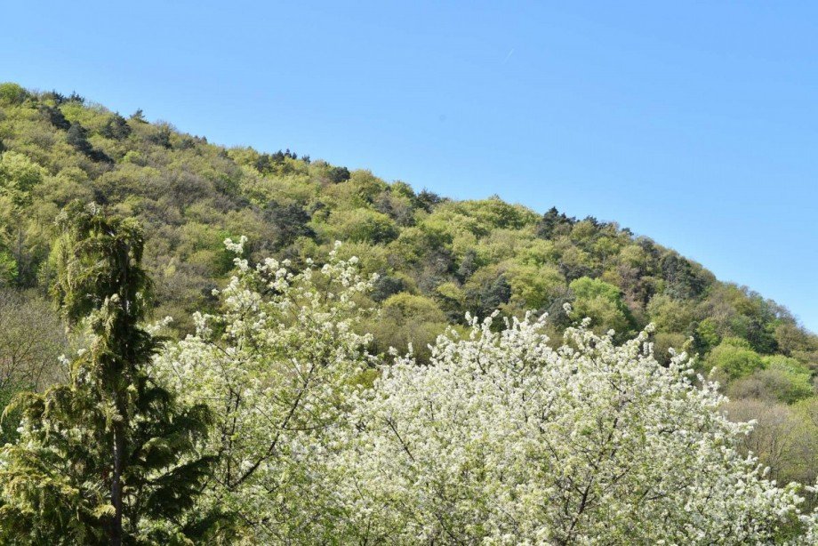 Blick ins Gr�ne Haus Martinstein